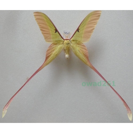 Actias dubernardi (Oberthür, 1897) male ex. ovo China 73mm95d